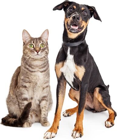 animals